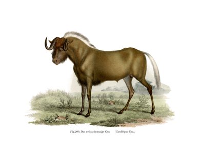 Gnu, 1860 von German School